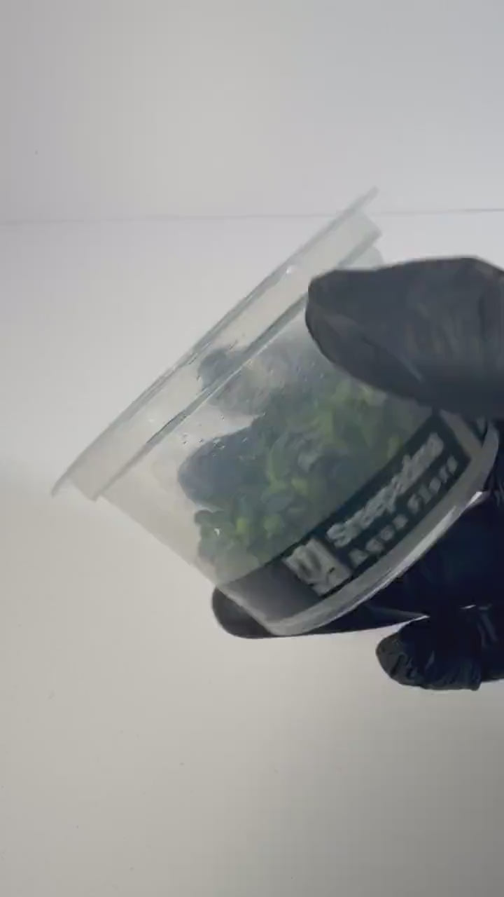 Bucephalandra Mini Round Tissue Culture | Rare Buce Aquarium Plant | Epiphyte for Driftwood Rock | Low Light Aquascape Plant