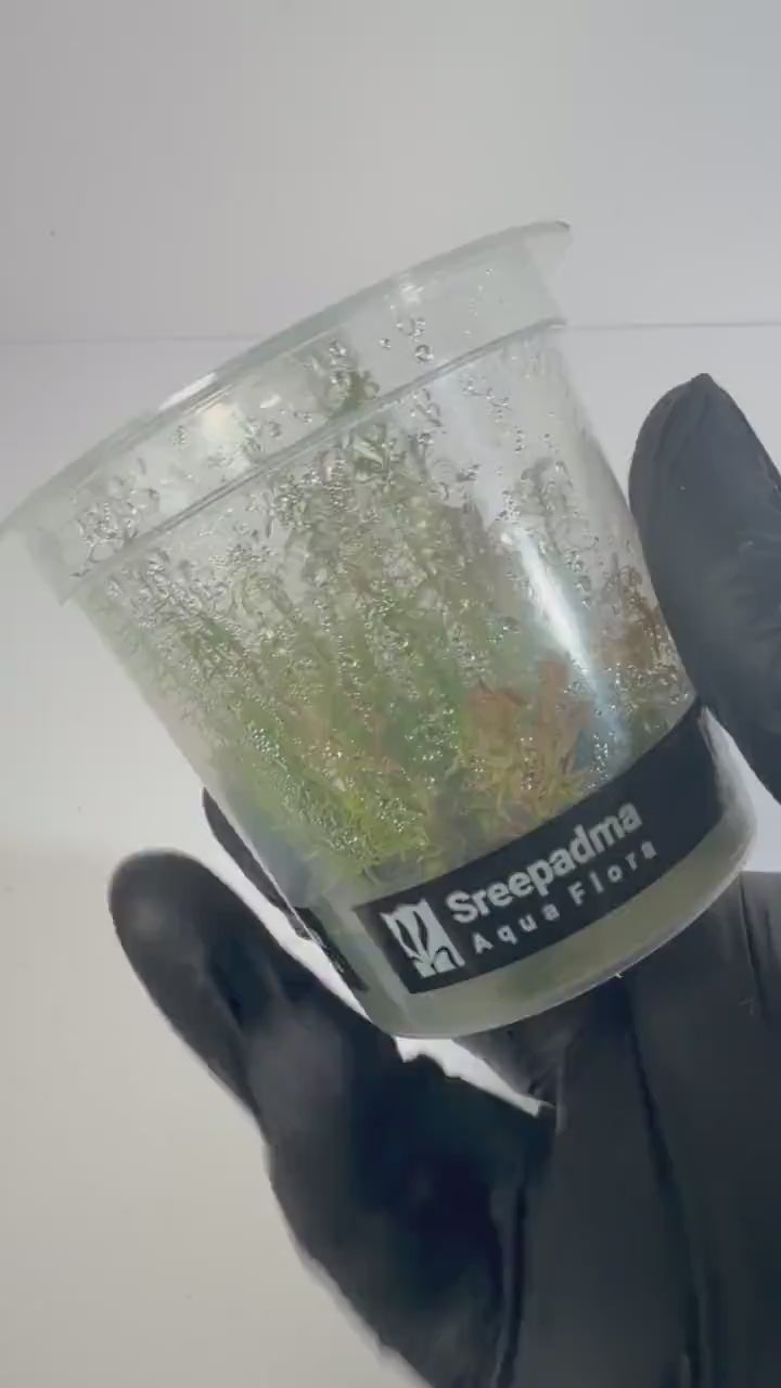 Rotala Wallichii Vietnam Tissue Culture | Fine Leaf Red Stem Aquarium Plant | Background High Light Aquascape Plant CO2 Recommended