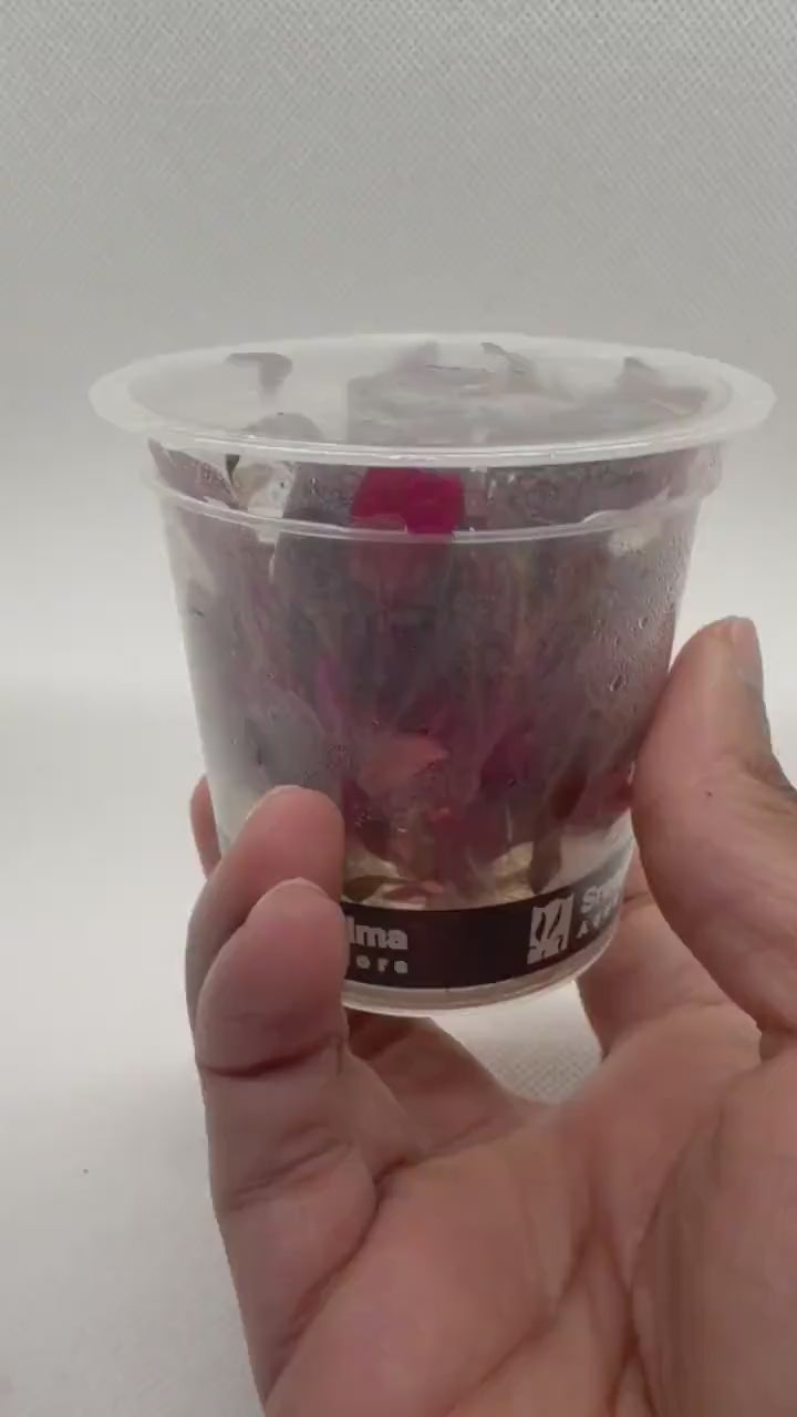 Alternanthera reineckii 'Rosanervig' – Tissue Culture Aquarium Plant | Background (stem) | Live Aquascape Cup | MoarPlants