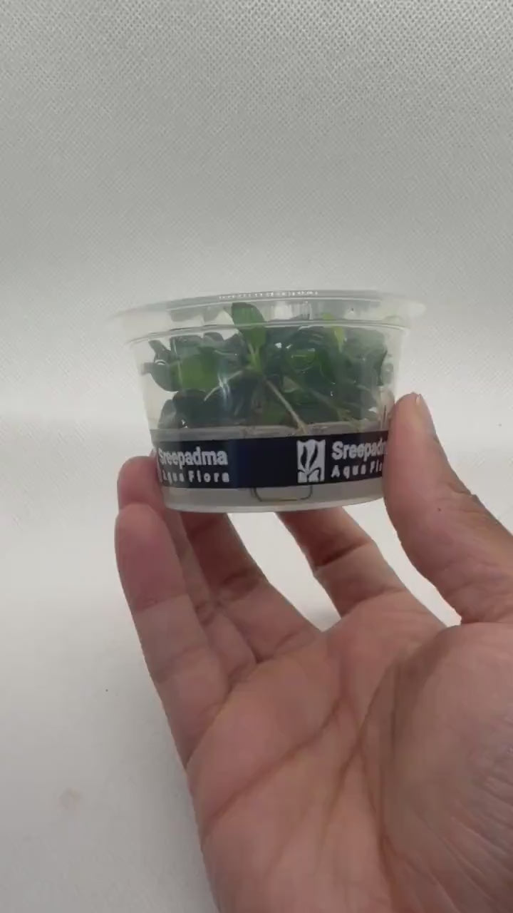 Anubias Barteri 'Petite' | Sterile Tissue Culture Aquarium Plant