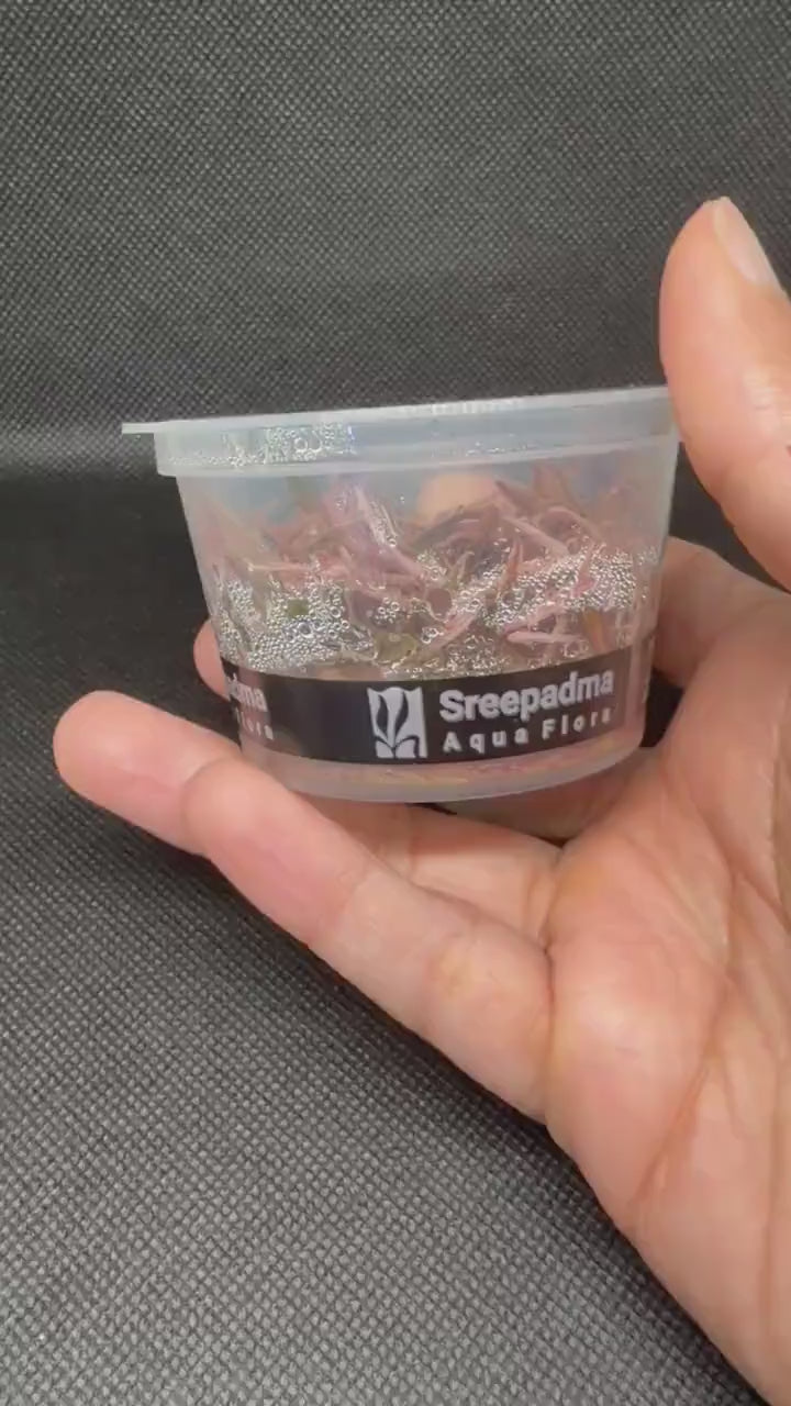 Cryptocoryne wendtii 'Pink' – Tissue Culture Aquarium Plant | Midground | Live Aquascape Cup | MoarPlants