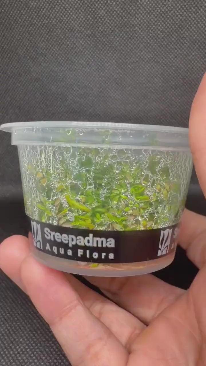 Rotala mexicana 'Goias' – Tissue Culture Aquarium Plant | Background (stem) | Live Aquascape Cup | MoarPlants