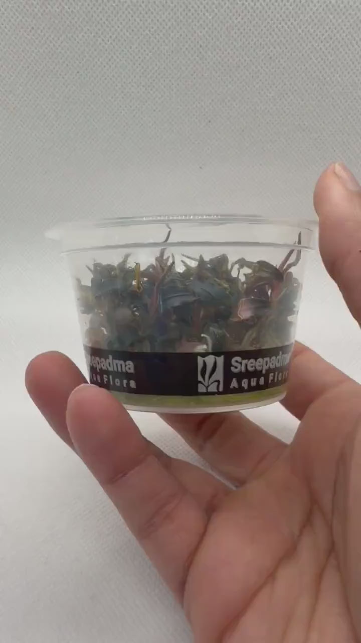 Bucephalandra 'Red' – Tissue Culture Aquarium Plant | Mid | Live Aquascape Cup | MoarPlants