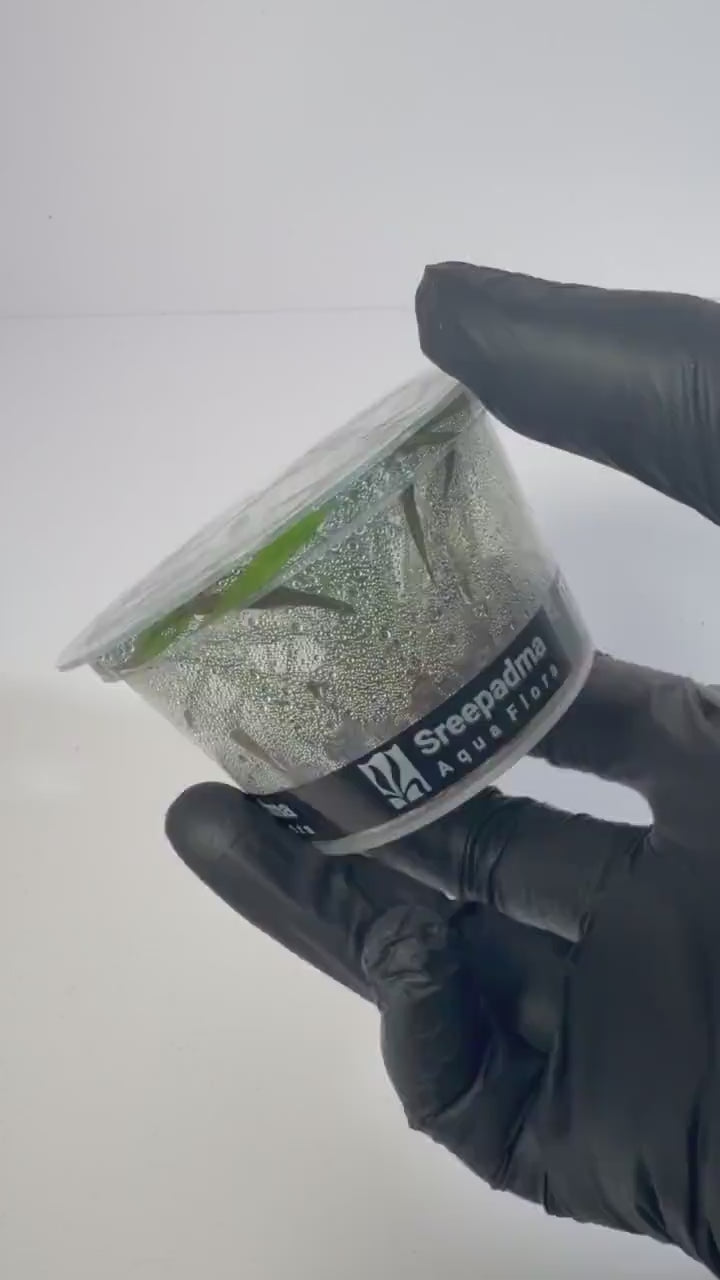 Cryptocoryne Jwala Tissue Culture | Red Spiral Crypt | Midground Background Low Light Plant | Easy Aquascape Plant