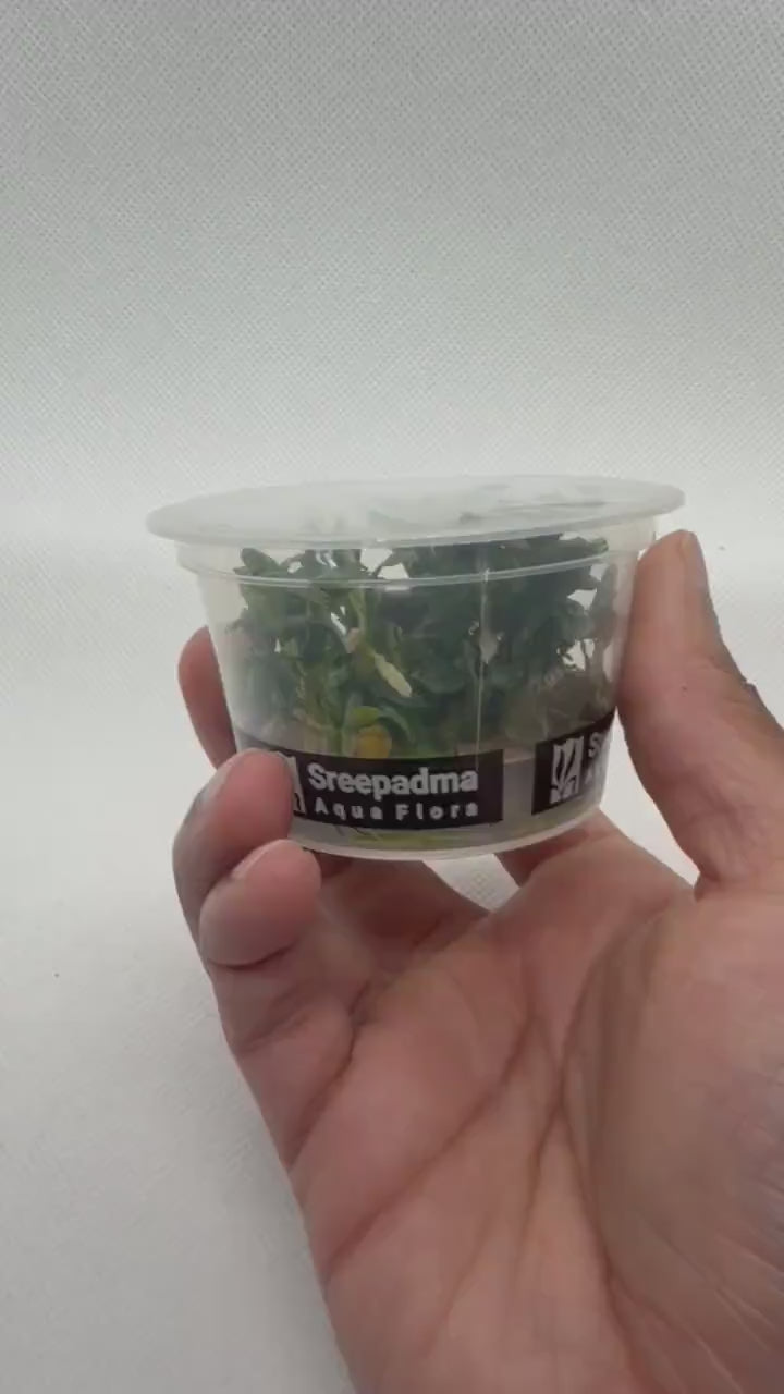 Bucephalandra 'Pygmy' – Tissue Culture Aquarium Plant | Mid | Live Aquascape Cup | MoarPlants