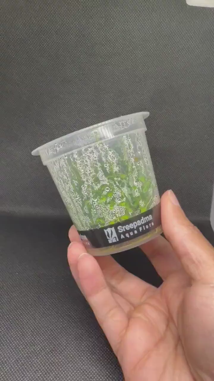 Rotala ramosior 'Florida' – Tissue Culture Aquarium Plant | Background (stem) | Live Aquascape Cup | MoarPlants