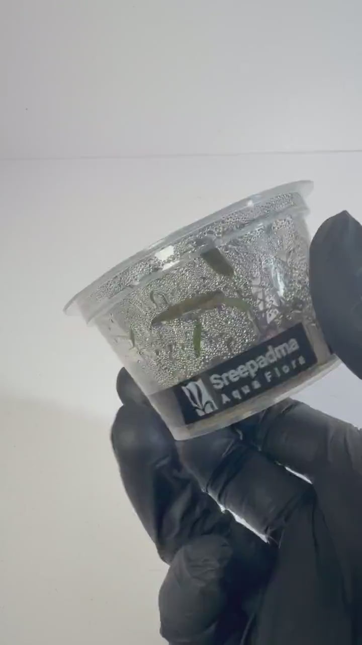 Cryptocoryne Nurii Tissue Culture | Rare Pattern Crypt Aquarium Plant | Low Light Foreground Midground Plant | Easy Aquascape Plant