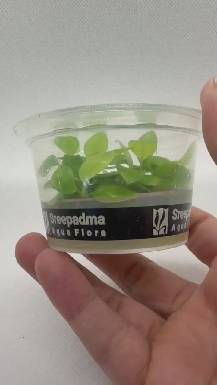 Anubias barteri var. Nana gold – Tissue Culture Aquarium Plant | Mid | Live Aquascape Cup | MoarPlants