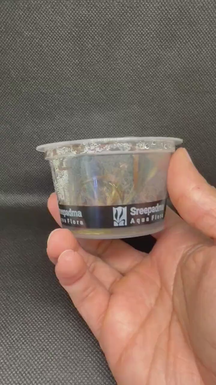 Cryptocoryne spiralis 'Tiger' – Tissue Culture Aquarium Plant | Midground | Live Aquascape Cup | MoarPlants