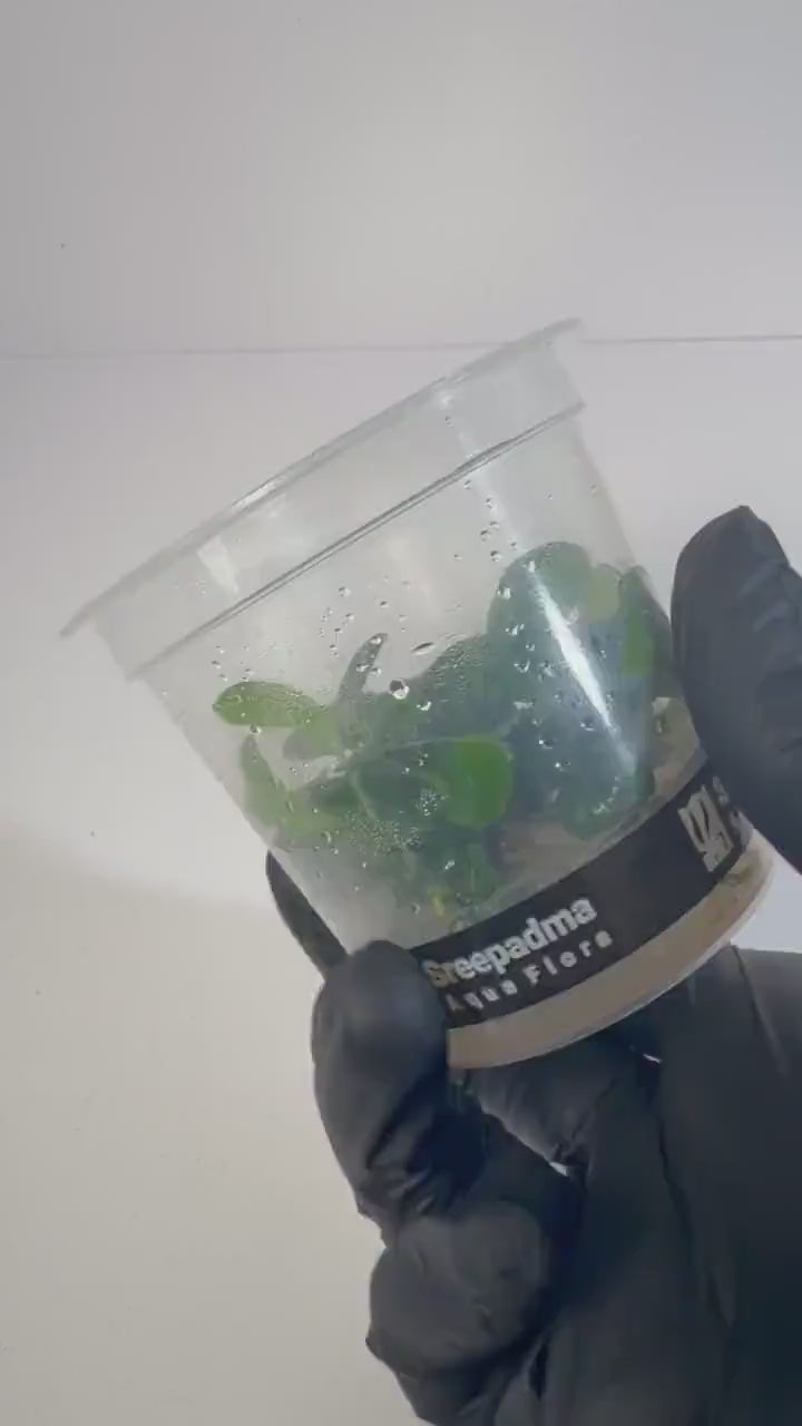 Anubias Butterfly Tissue Culture | Rare Aquarium Plant | Epiphyte for Driftwood Rock | Low Light Aquascape Plant Beginner Friendly