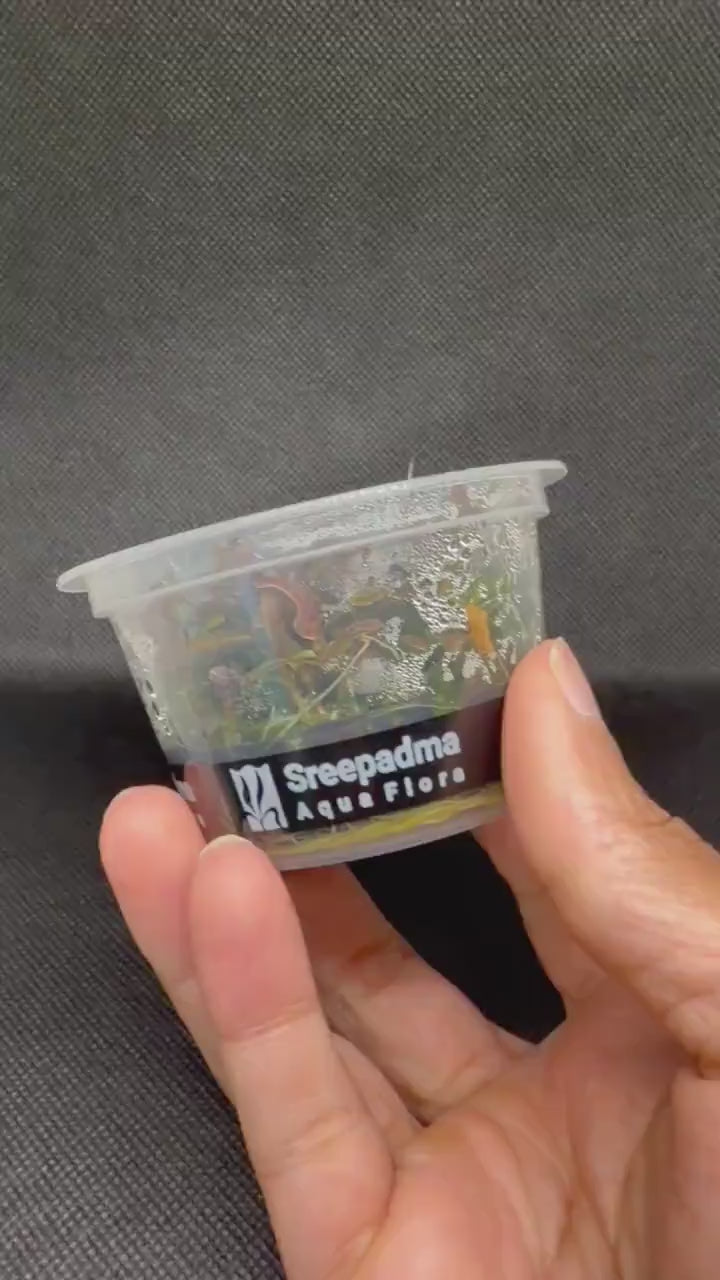 Hygrophila lancea 'Araguaia' – Tissue Culture Aquarium Plant | Midground | Live Aquascape Cup | MoarPlants