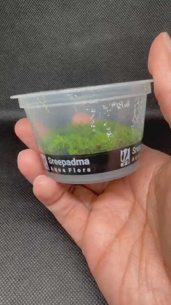 Riccardia chamedryfolia – Tissue Culture Aquarium Plant | Mid | Live Aquascape Cup | MoarPlants