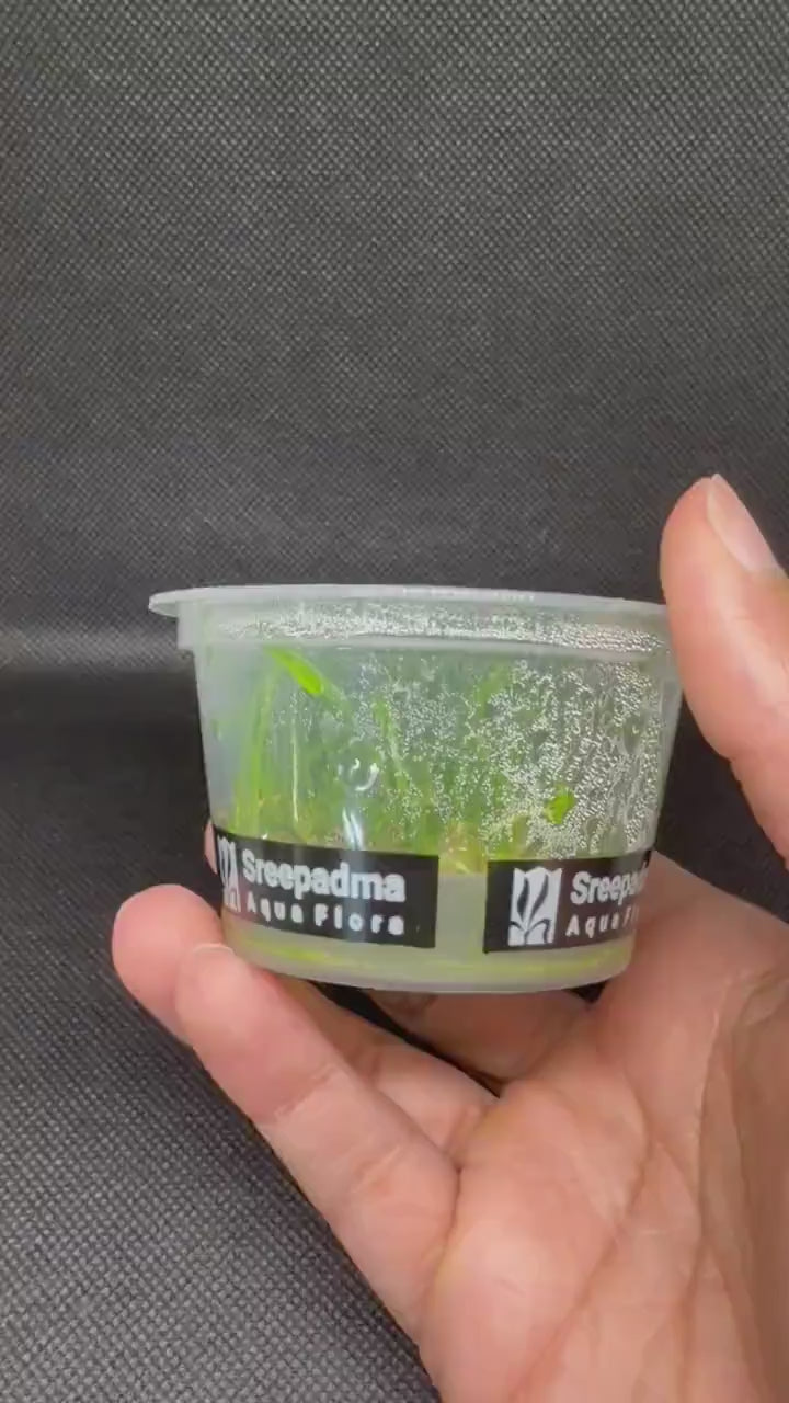 Cryptocoryne parva – Tissue Culture Aquarium Plant | Midground | Live Aquascape Cup | MoarPlants