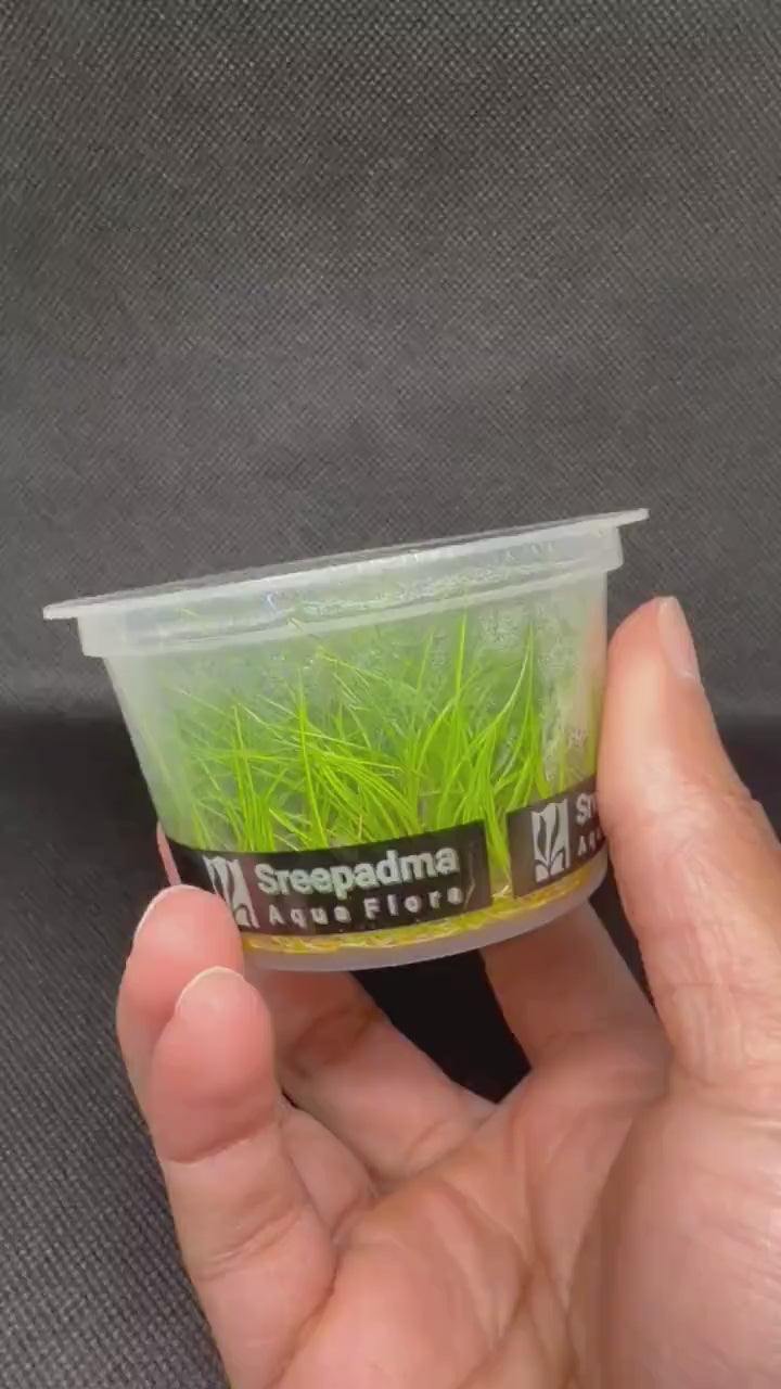Eleocharis parvula – Tissue Culture Aquarium Plant | Foreground | Live Aquascape Cup | MoarPlants