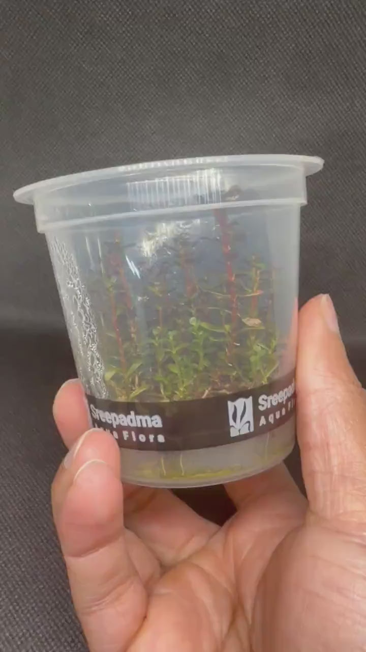Rotala Rotundifolia 'Blood Red' – Tissue Culture Aquarium Plant
