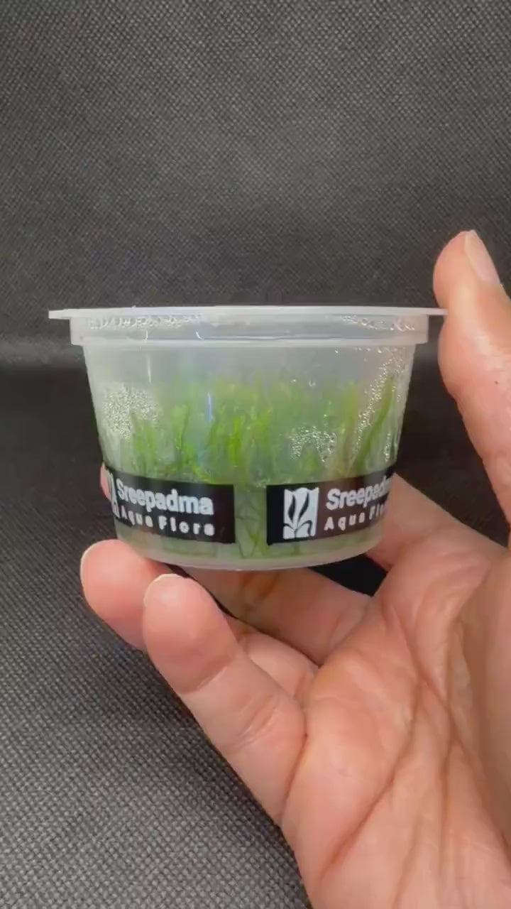 Callicostella prabaktiana – Tissue Culture Aquarium Plant | Moss | Mid | Live Aquascape Cup | MoarPlants
