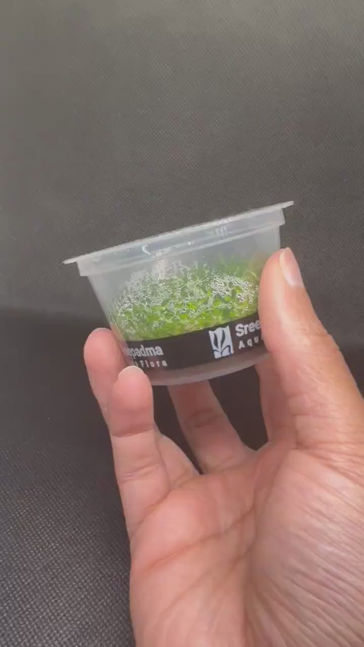 Riccia fluitans – Tissue Culture Aquarium Plant | Foreground | Live Aquascape Cup | MoarPlants