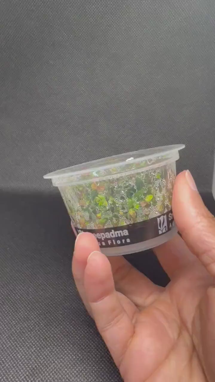 Rotala macrandra 'Compacta' – Tissue Culture Aquarium Plant | Background (stem) | Live Aquascape Cup | MoarPlants