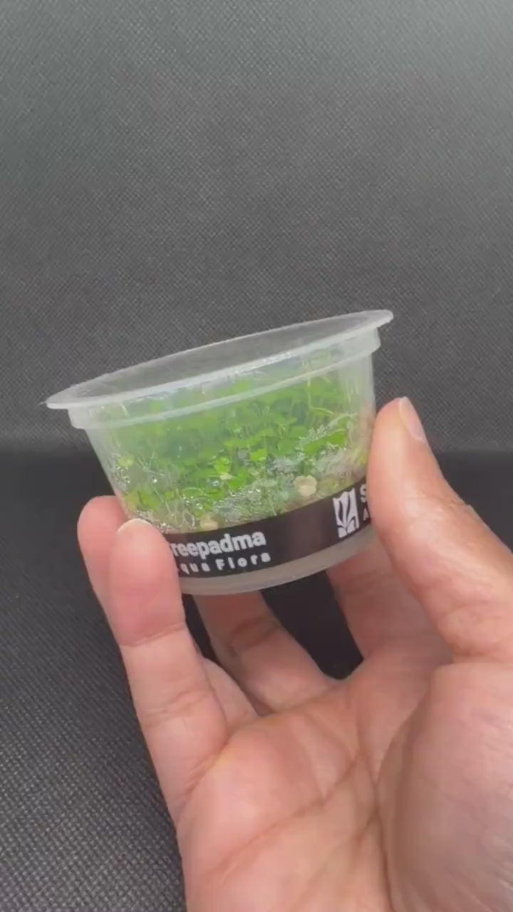 Hydrocotyle tripartita 'Mini' – Tissue Culture Aquarium Plant | Midground | Live Aquascape Cup | MoarPlants