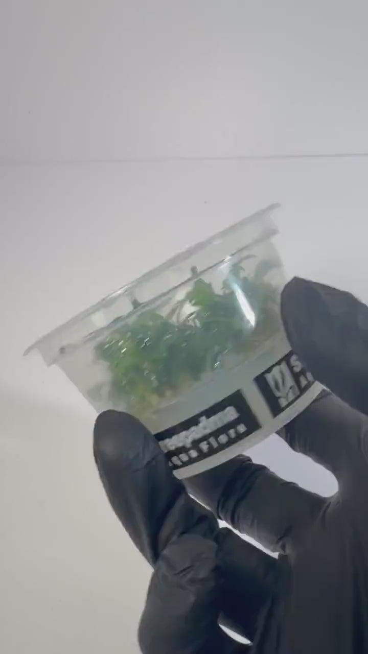 Anubias barteri var. Dragon Claw - Tissue Culture Aquarium Plant | Epiphyte |  Live Aquascape Cup | MoarPlants