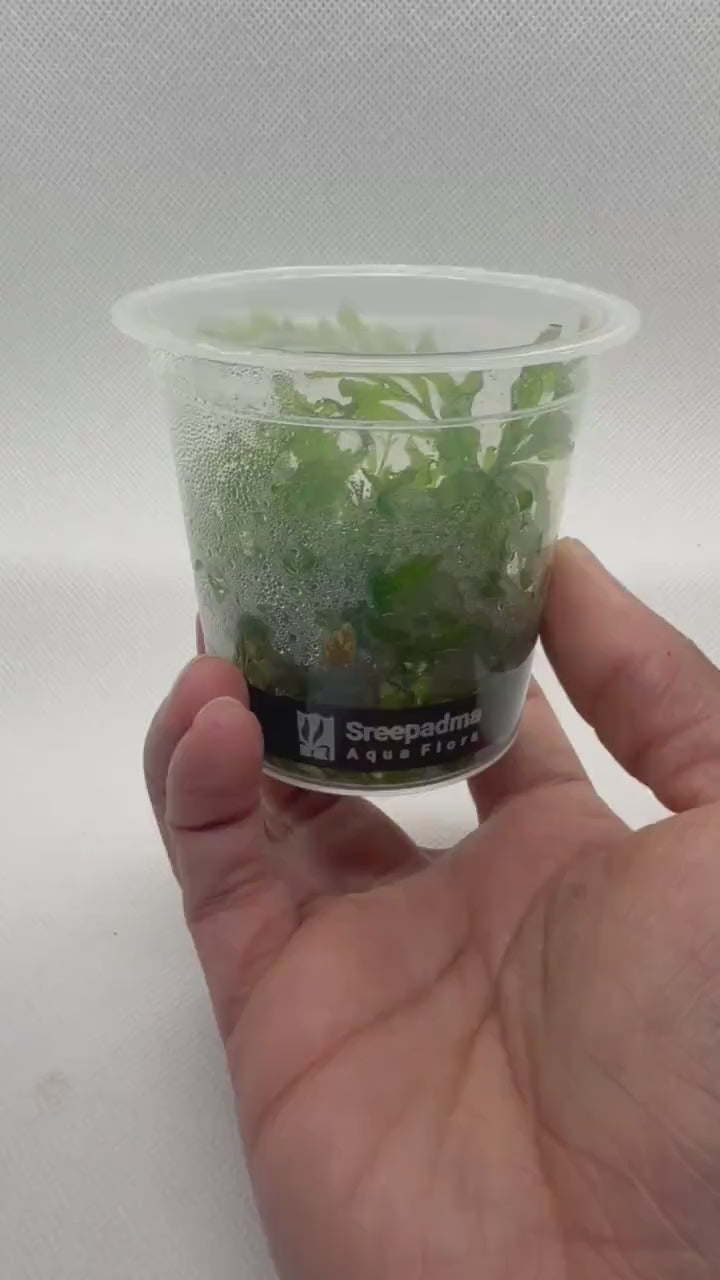 Bolbitis heudelotii – Tissue Culture Aquarium Plant | Mid | Live Aquascape Cup | MoarPlants