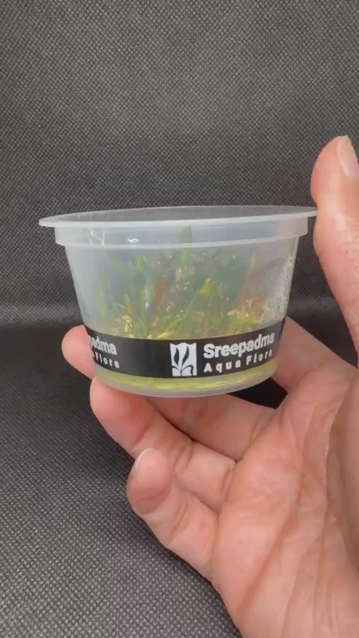 Cryptocoryne pygmi – Tissue Culture Aquarium Plant | Midground | Live Aquascape Cup | MoarPlants