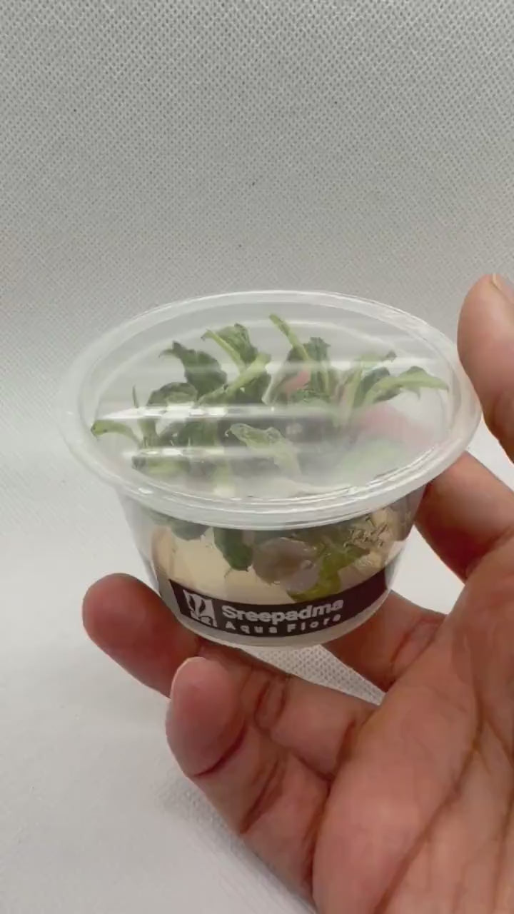 Bucephalandra 'Variegated marble' – Tissue Culture Aquarium Plant | Very Rare | Mid | Live Aquascape Cup | MoarPlants