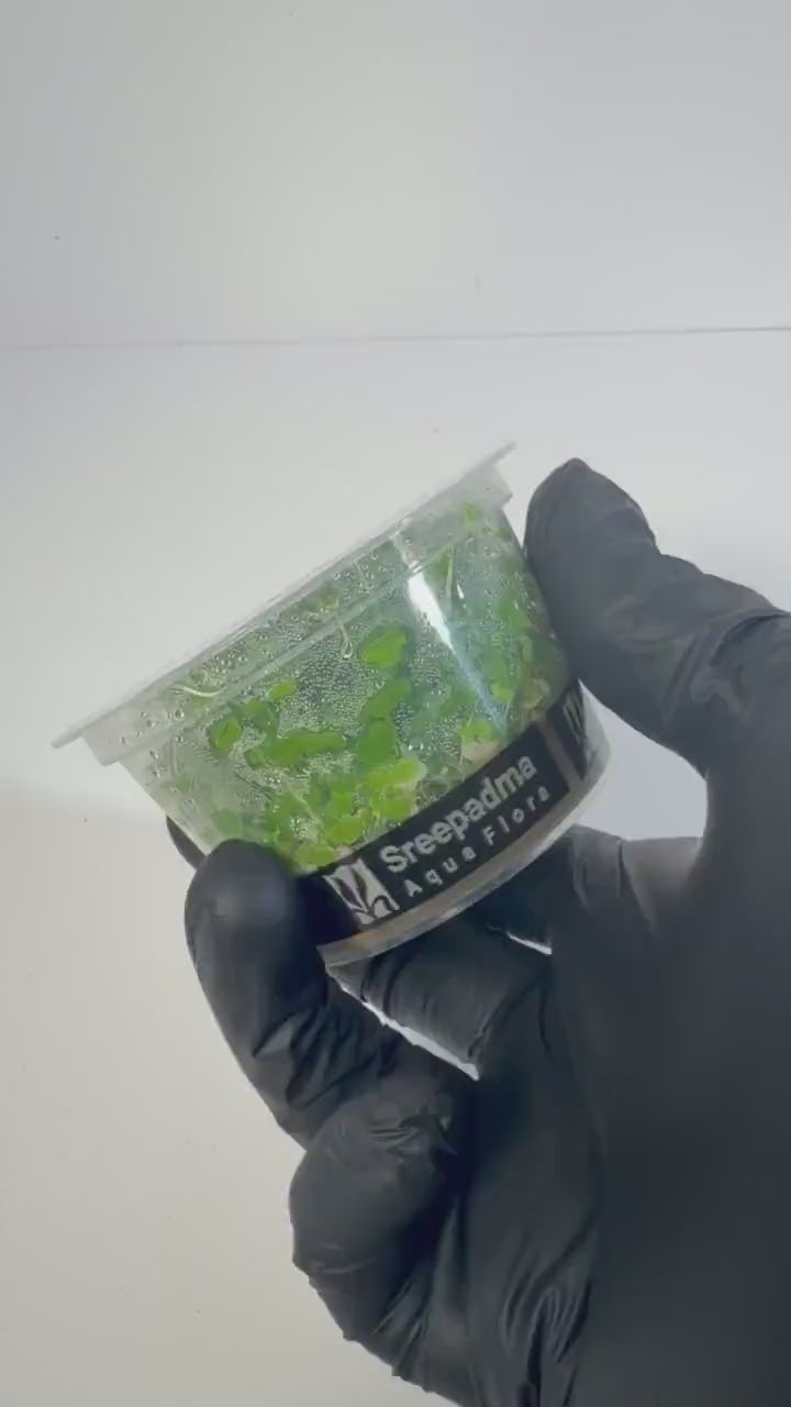 Hydrocotyle Tripartita Tissue Culture | Fast Growing Carpet Aquarium Plant | Foreground Creeping Plant Low Light Aquascape Plant