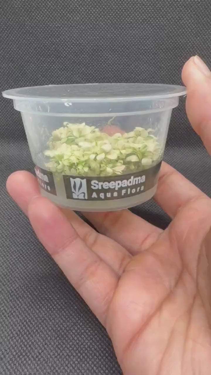 Bucephalandra sp. 'White' – Tissue Culture Aquarium Plant | Rare | Mid | Live Aquascape Cup | MoarPlants