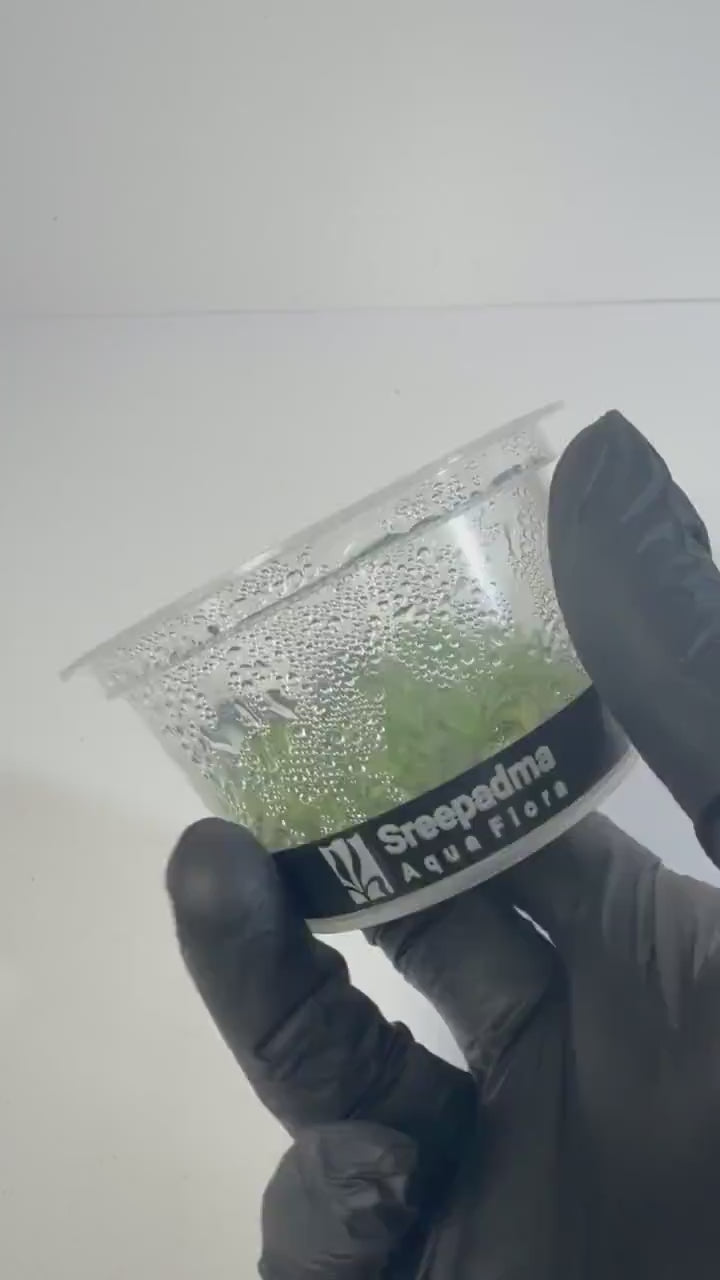 Pogostemon Helferi Marble Tissue Culture | Rare Wavy Foreground Aquarium Plant | Compact Carpet Aquascape Plant Unique Leaf Texture